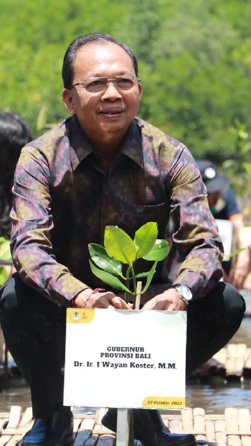 Tanam Mangrove Di Simbar Segara Menteri Energi Iklim Dan Lingkungan