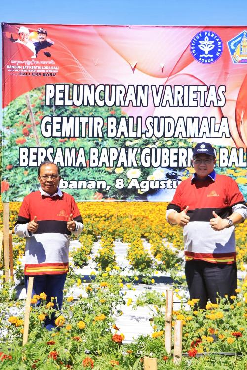 Rektor Ipb Puji Gubernur Koster Kembangkan Bunga Gemitir Bali Sudamala