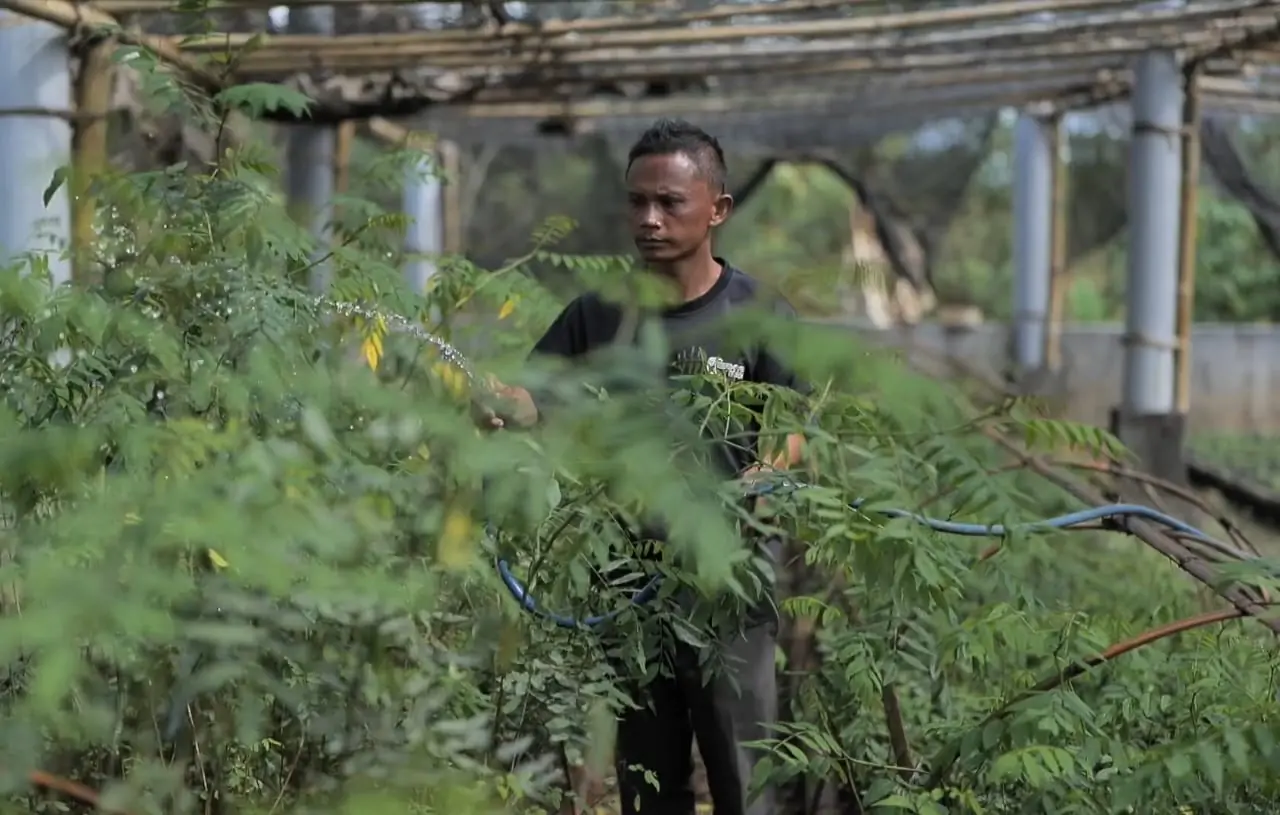 Salah seorang Warga Desa Bojongkapol, Kecamatan Bojonggambir, Kabupaten Tasikmalaya, Jawa Barat sedang menyiapkan bibit pohon indigofera yang nantinya akan ditanami pada lahan kritis sehingga menjadi lebih hijau dan produktif.