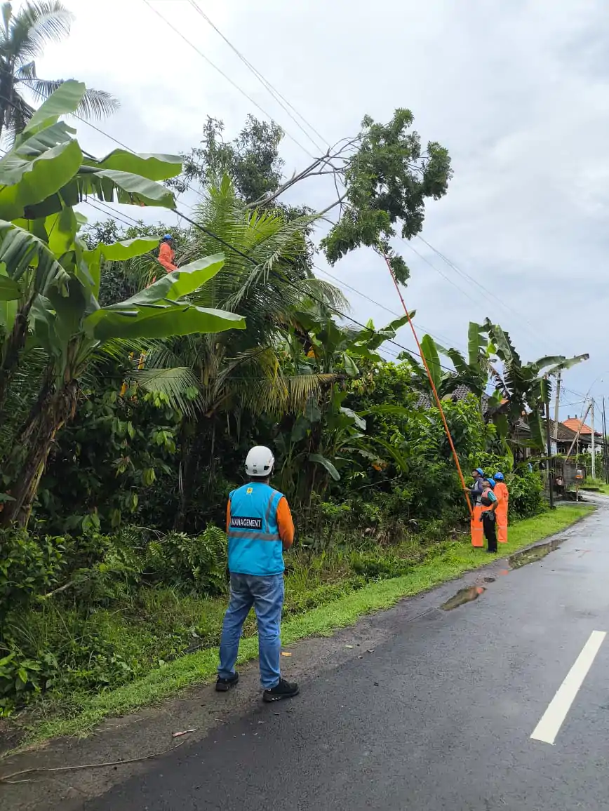 Petugas PLN sedang mengamankan jaringan yang tertimpa pohon.