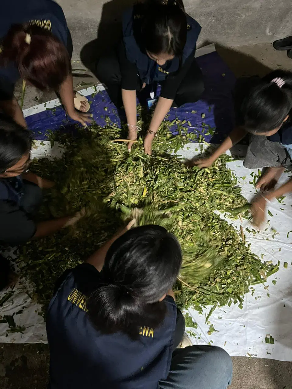 Sejumlah mahasiswa KKN PPM yang sedang mengolah limbah rumput gajah dan limbah kulit kopi sebagai pakan ternak.