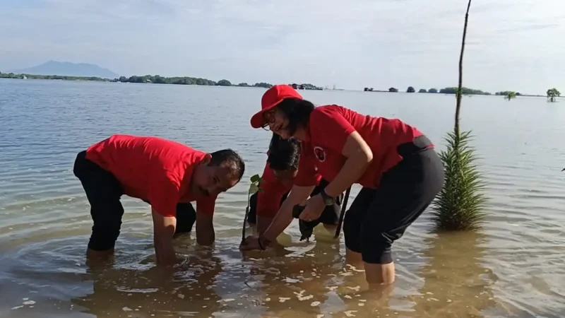 PDI Perjuangan Buleleng Tanam Mangrove dan Lepas Tukik di Pesisir Sumberkima