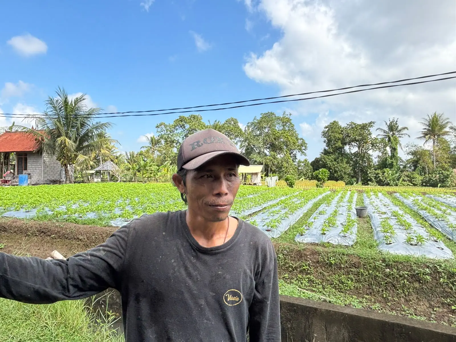 Pembiayaan KUR BRI Dukung Keberlanjutan Produksi Bunga Pacah untuk Kebutuhan Upacara Bali