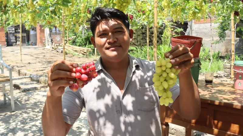 Kebun Anggur Impor Jadi Daya Tarik Wisata Baru di Pejarakan