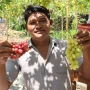 Kebun Anggur Impor Jadi Daya Tarik Wisata Baru di Pejarakan